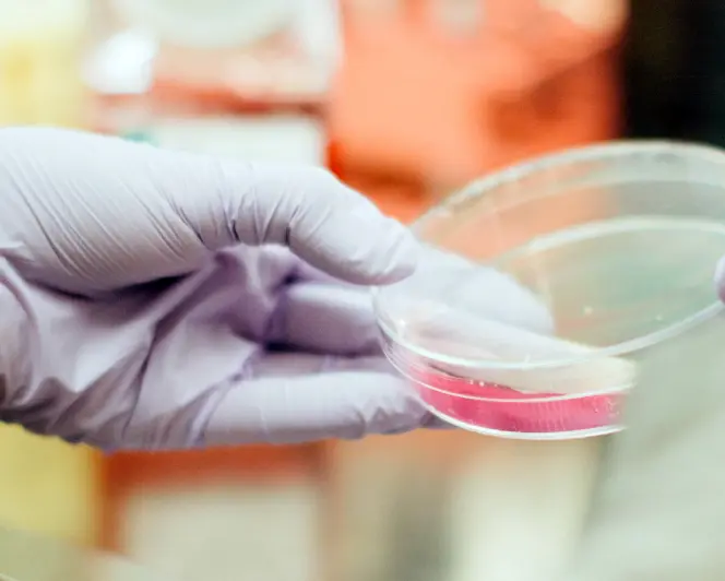 Zoomed in view of scientist hand holding petri dish