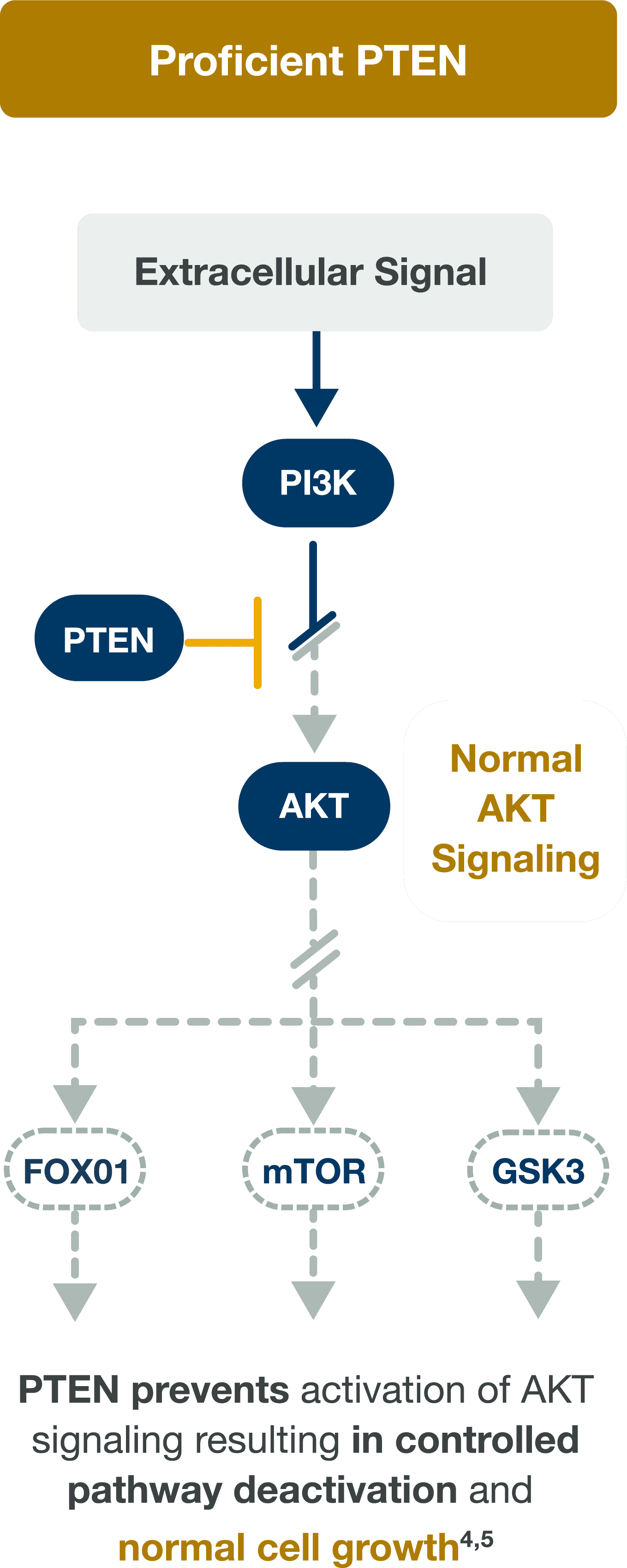 Proficient PTEN and Normal AKT Signaling Pathway Diagram