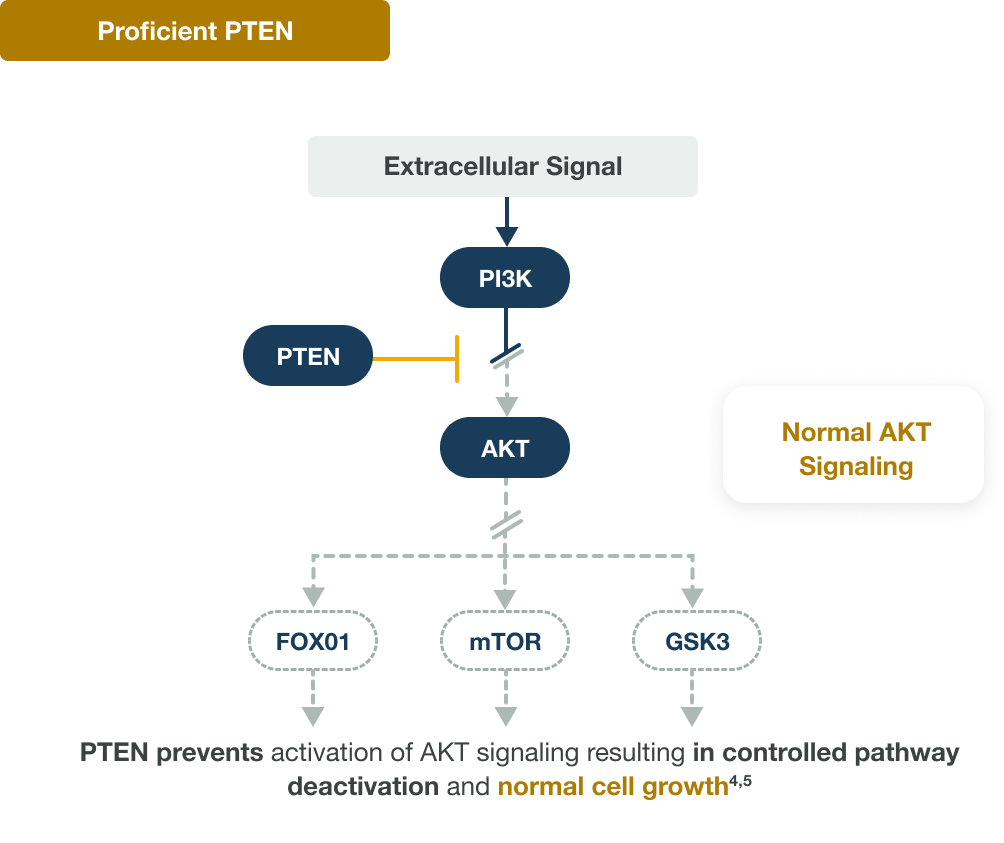 Proficient PTEN and Normal AKT Signaling Pathway Diagram